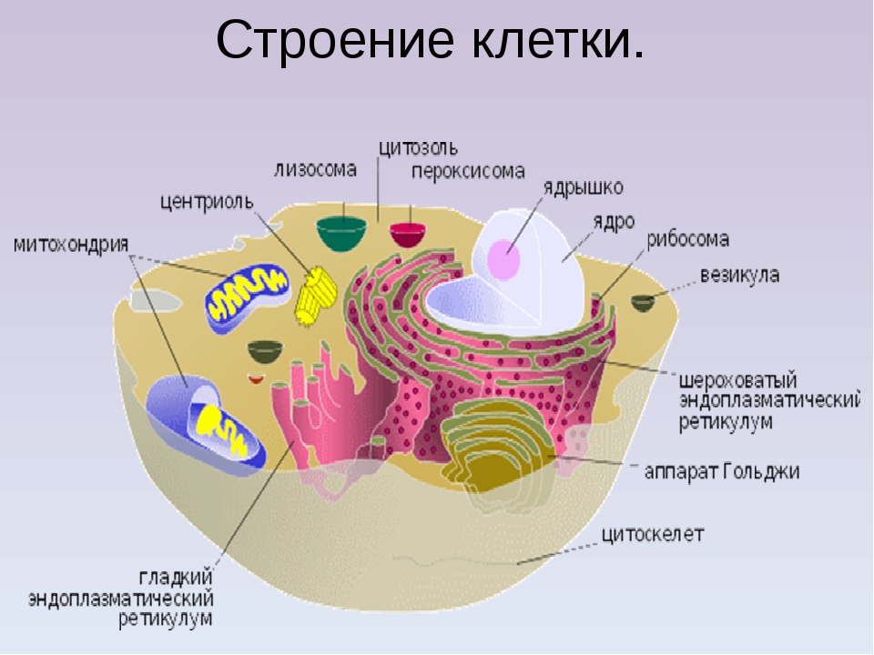 Объект лизосома центриоль процесс внутриклеточное пищеварение. Схема строения клетки организма человека. Клетка организма человека схема. Строение животной клетки 11 класс биология. Клетка биология 8 класс из чего состоит.