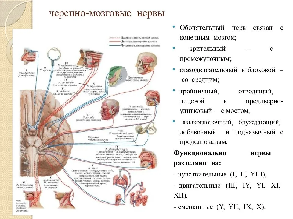 Черепные нервы человека относят к. 12 Пар черепно мозговых нерв. 12 Пар черепных нервов ядра. Функции ядер черепно мозговых нервов таблица. 12 Пар черепных нервов схема.